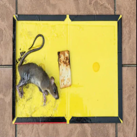 Expert Mouse & Rat Glue Trap Catcher